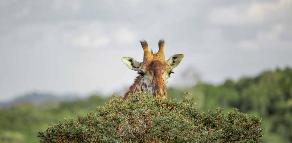 arusha-national-park