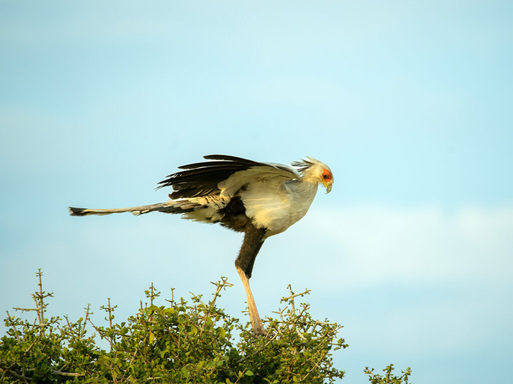 tarangire