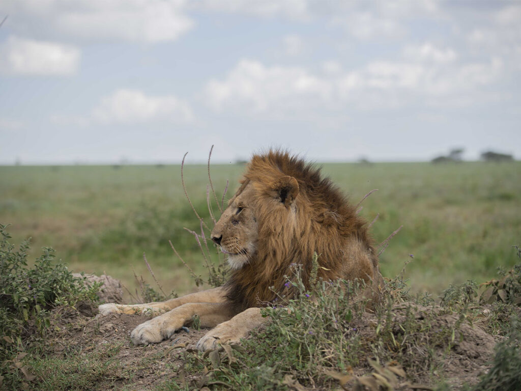 Tanzania Safaris wildandnature