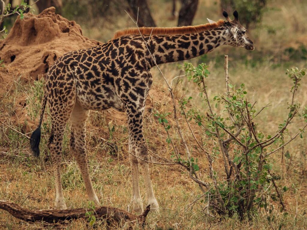 nyerere national park