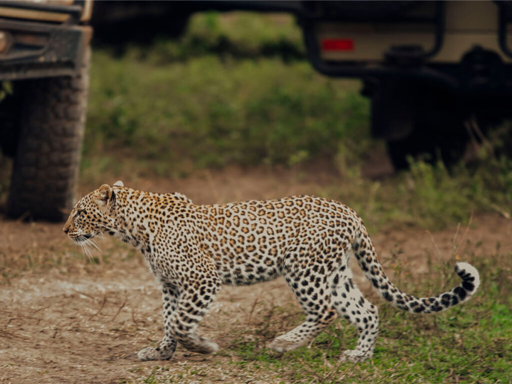 serengeti