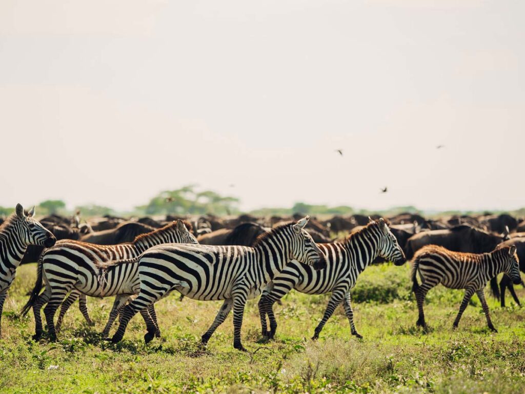Serengeti
