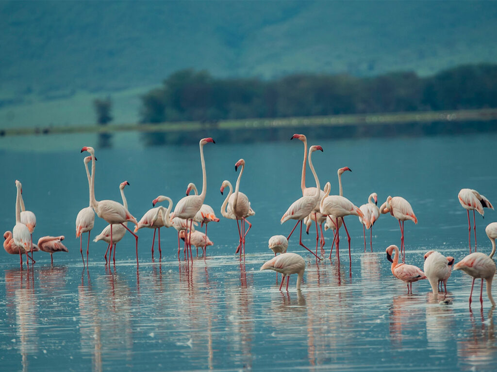 Ngorongoro