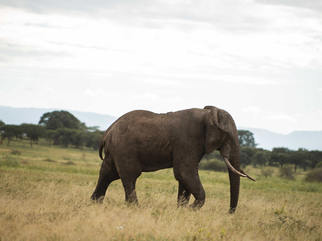 Mikumi from Zanzibar