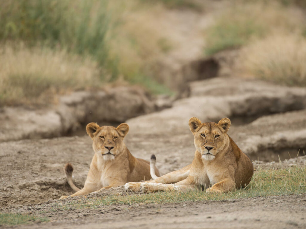 big 5 serengeti safari