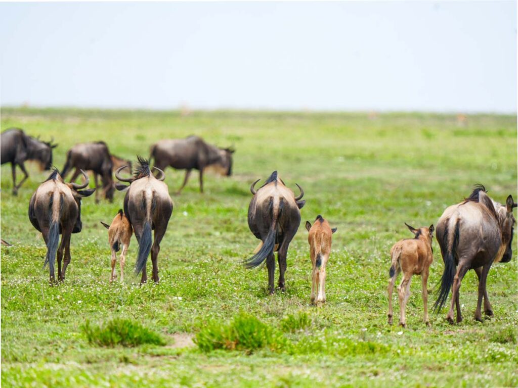 Wildebeest Migration