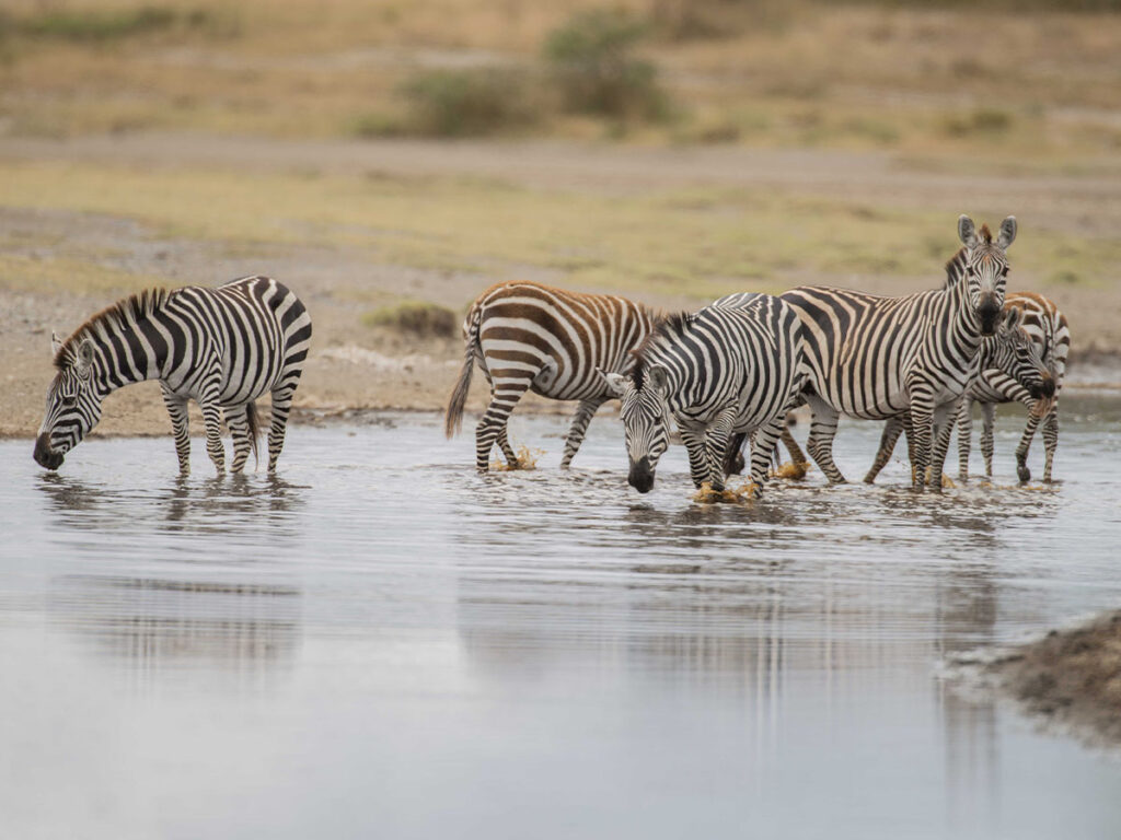 What to take on Safari