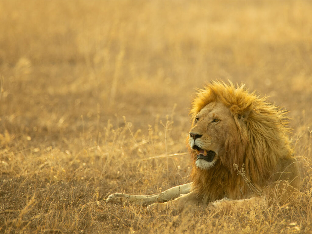 Serengeti