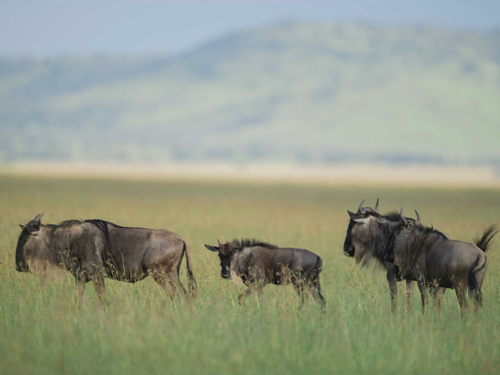 Wildebeest Migration