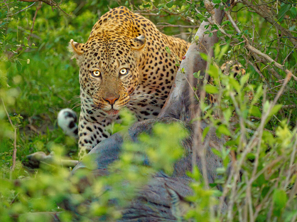 safari