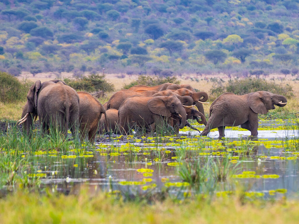 safari package