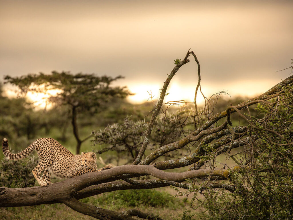 safari package