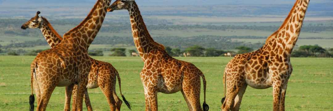 Girrafe-in-serengeti.jpg