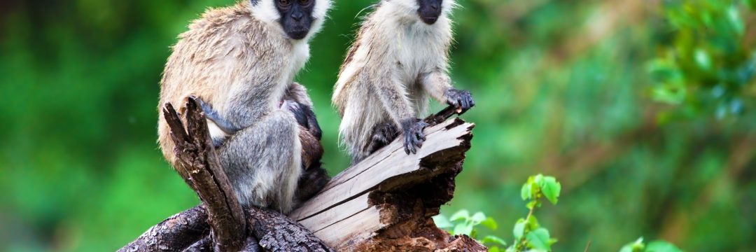 Lake Manyara National Park