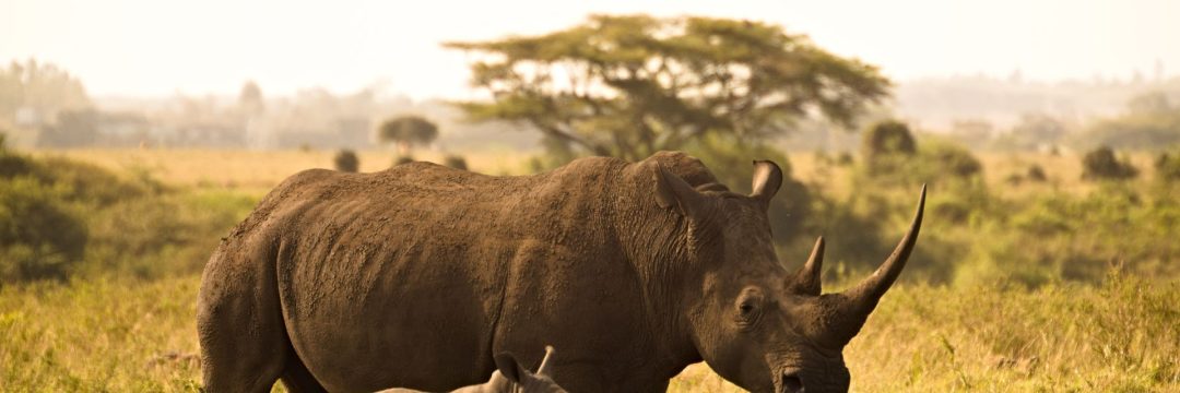 Ngorongoro-Crater.jpg