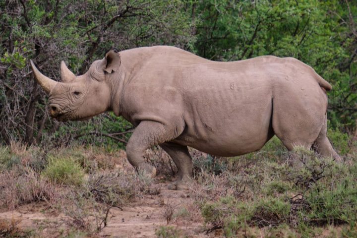 Serengeti-National-Park-2.jpg