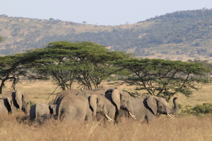 Serengeti-National-Park-3.jpg