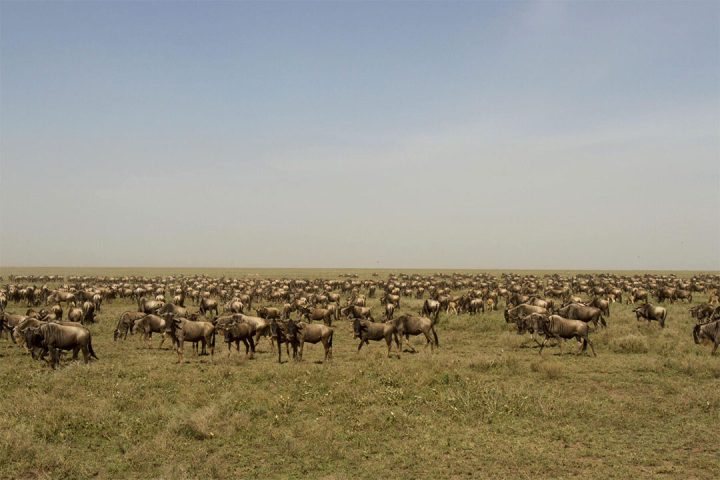 Serengeti-great-migration.jpg